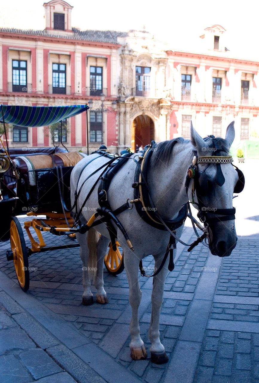 Horse and carriage