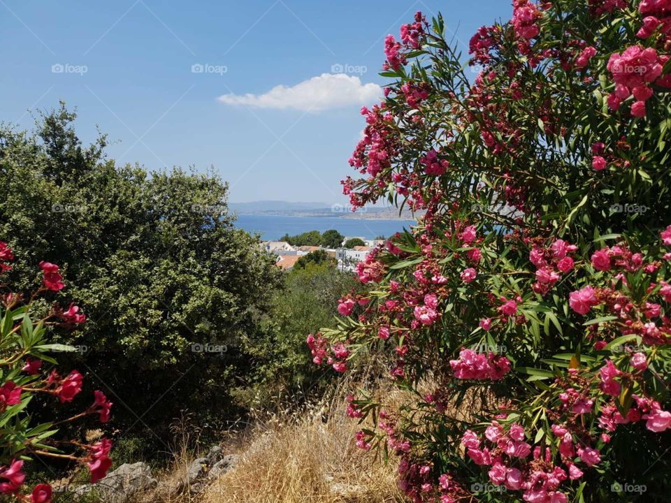 Sea view through the flowers 