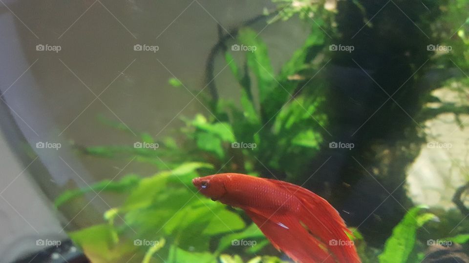 my veil tail betta fish