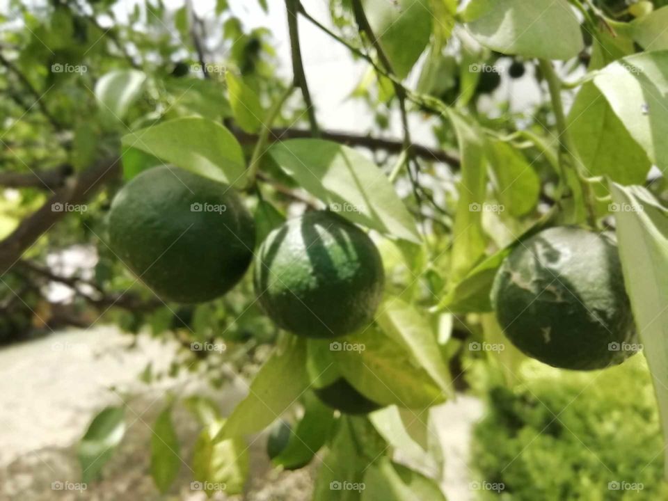 Keen hangings on keenu tree