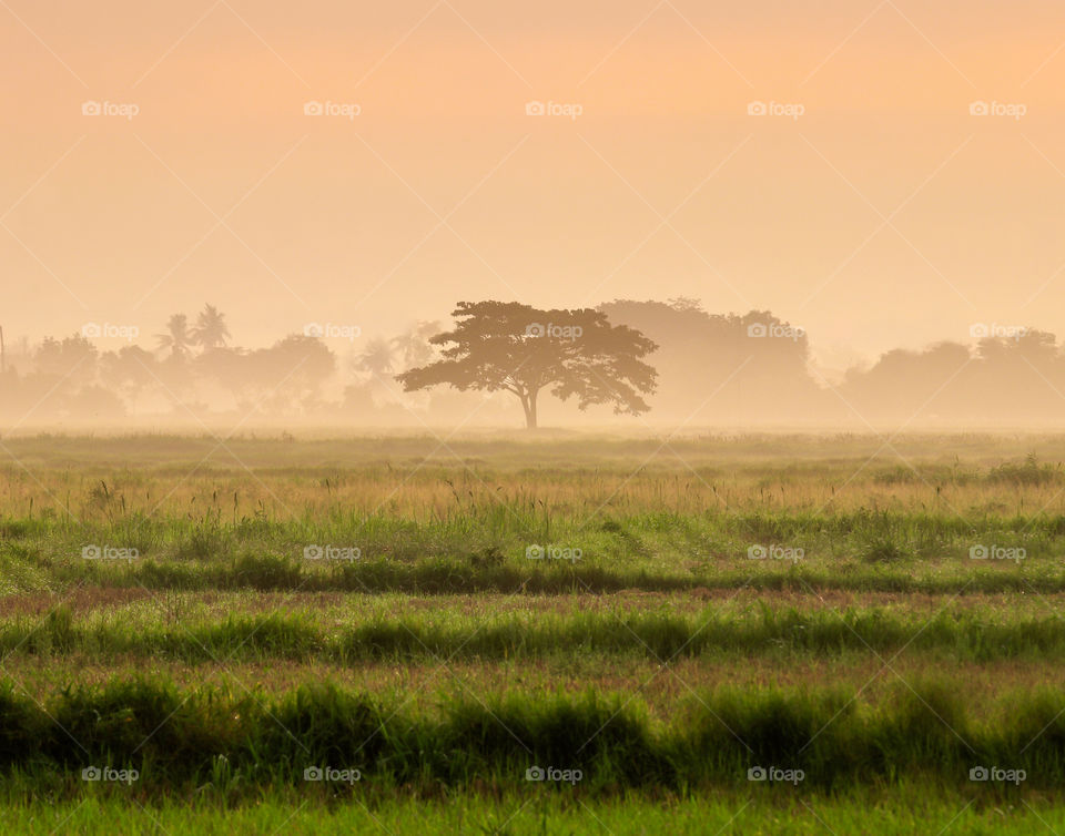 Alone tree in a foggy morning at the fields 