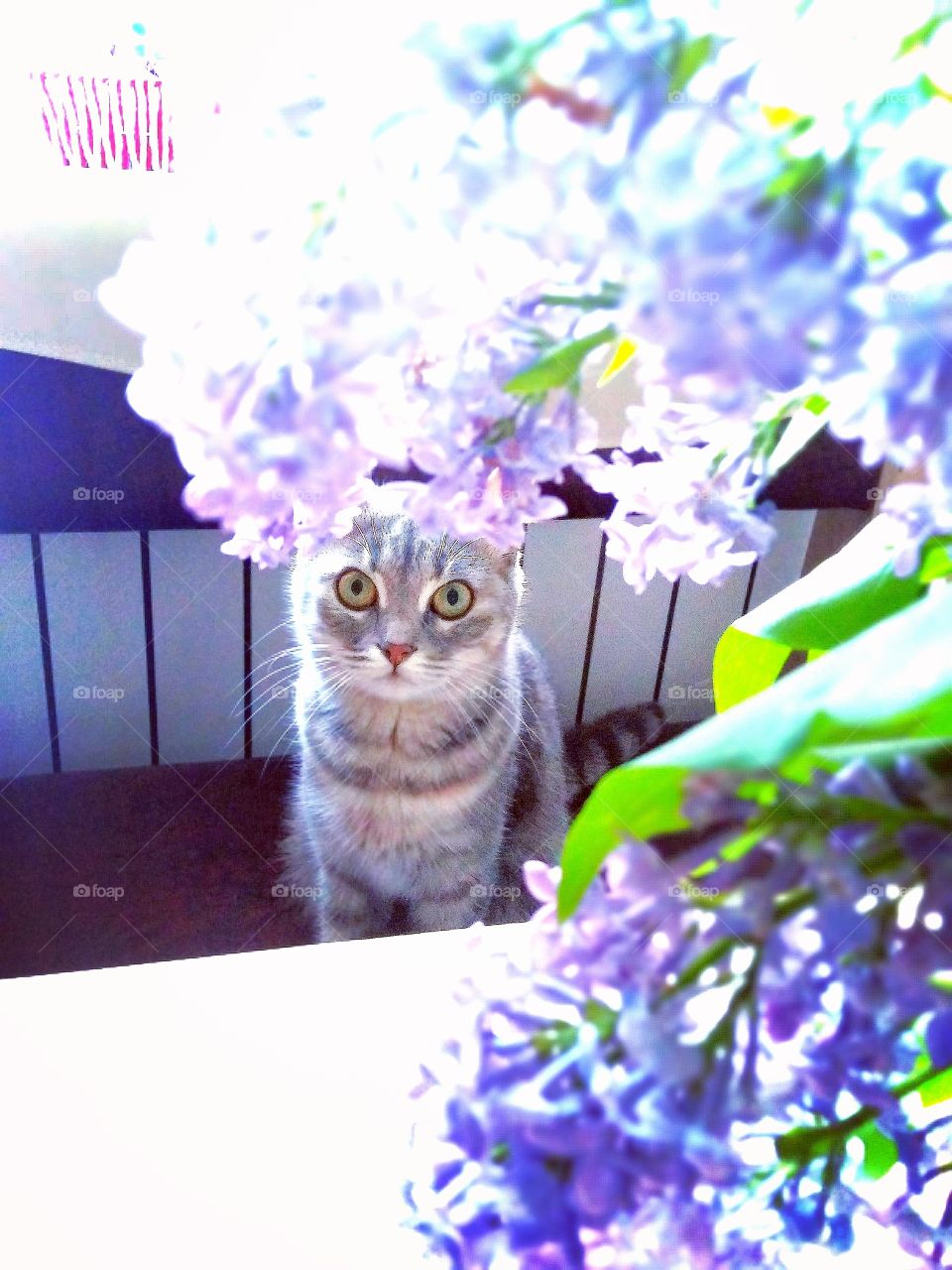 my cat. may. morning