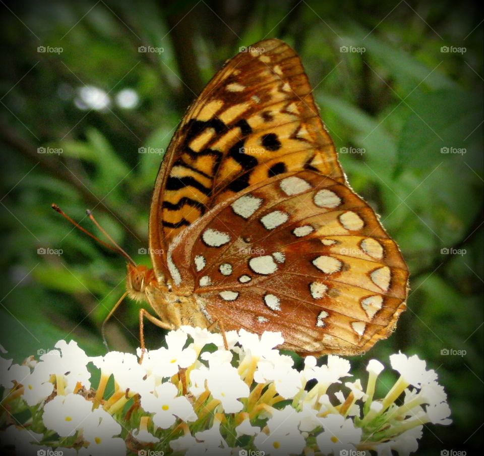 This is a Aphrodite Fritillary Butterfly sitting on some white flowers enjoying the nectar from them on a warm summer day.