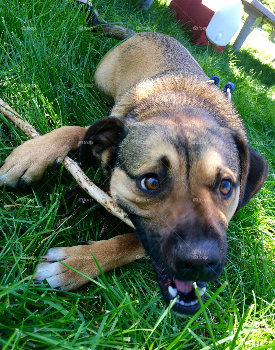 Always a Puppy. Rusty chewing on a stick.