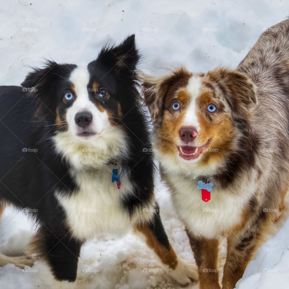 Two Miniature American Shepherds outside in the snow.