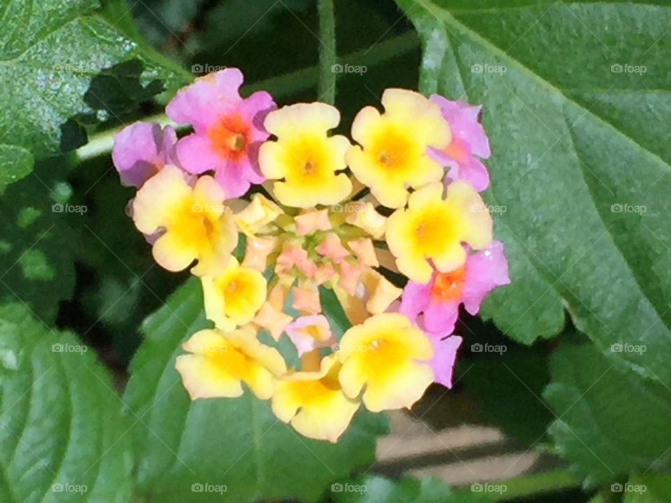 lantana