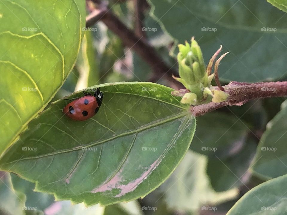 Beautiful ladybug on a green leaves 