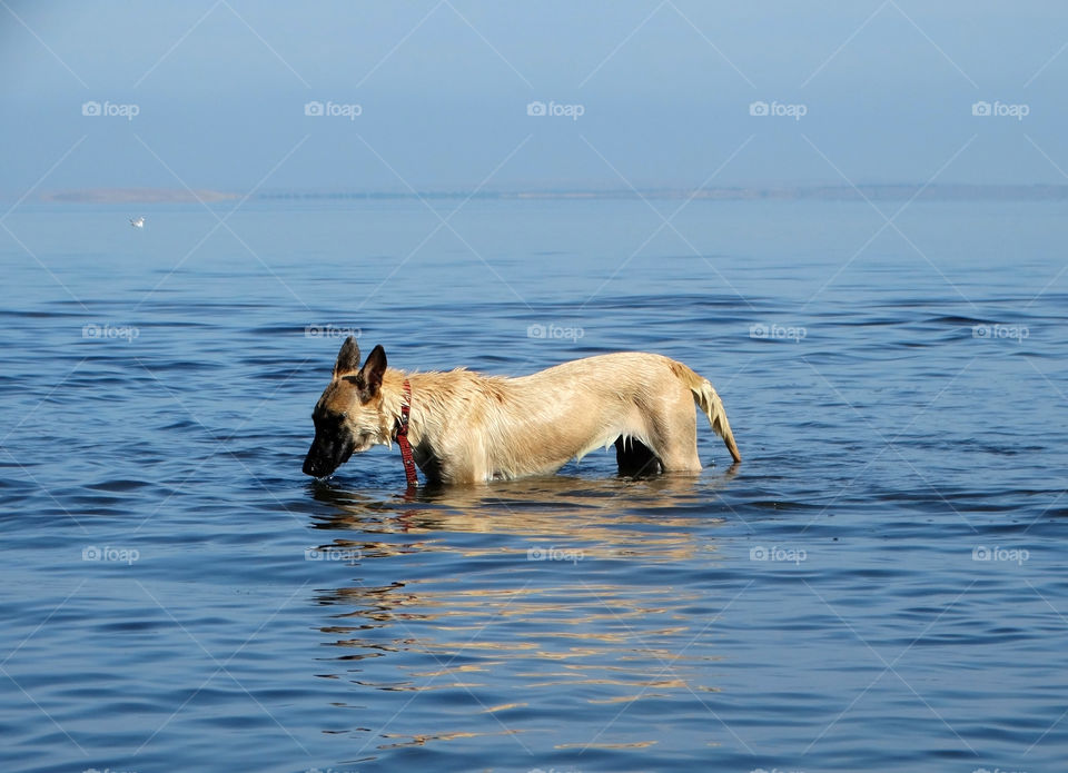 Dog shepherd malinois