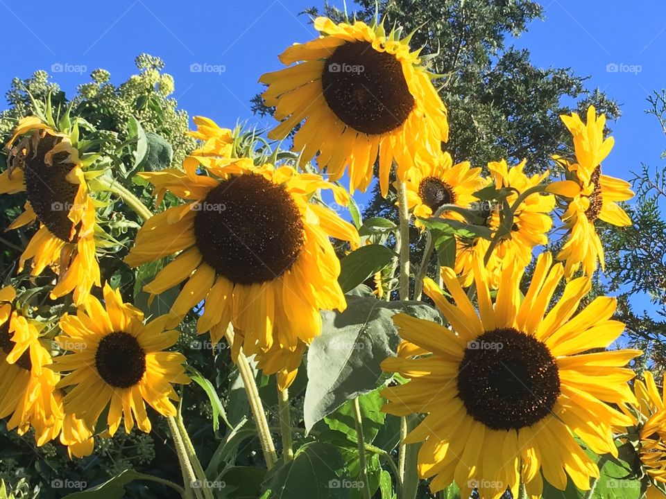 Sunflowers in front of a summer sky