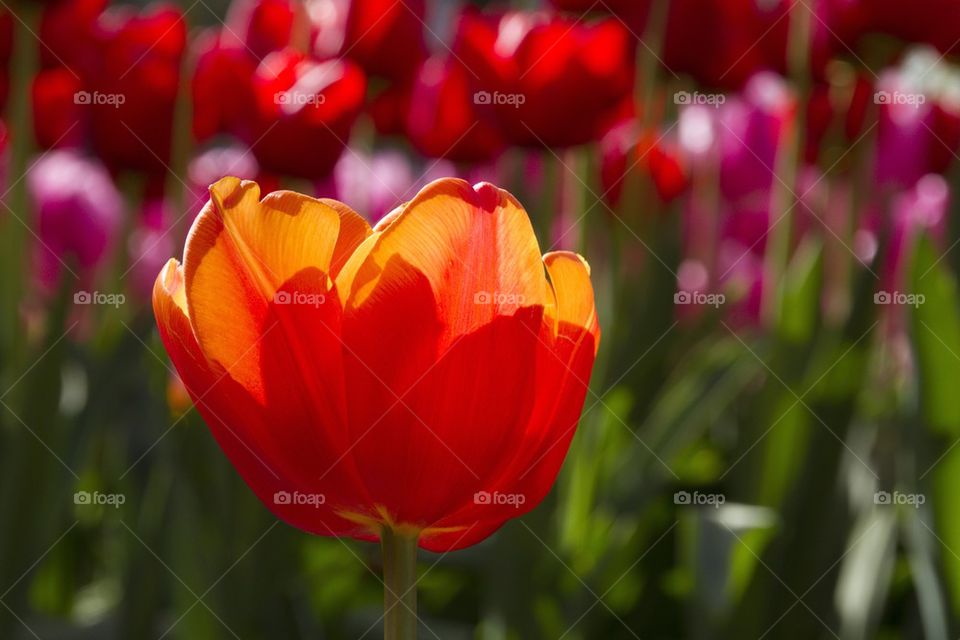 Close-up of orange tulip