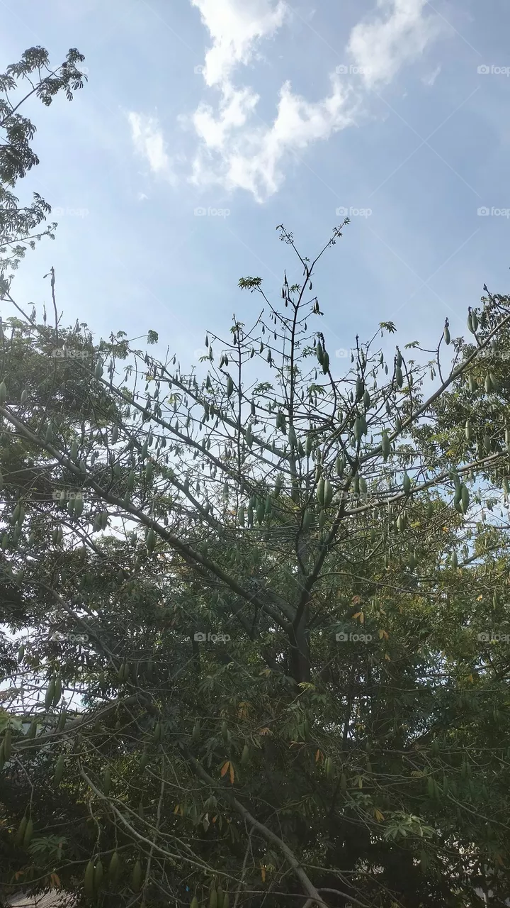 cottonwood tree