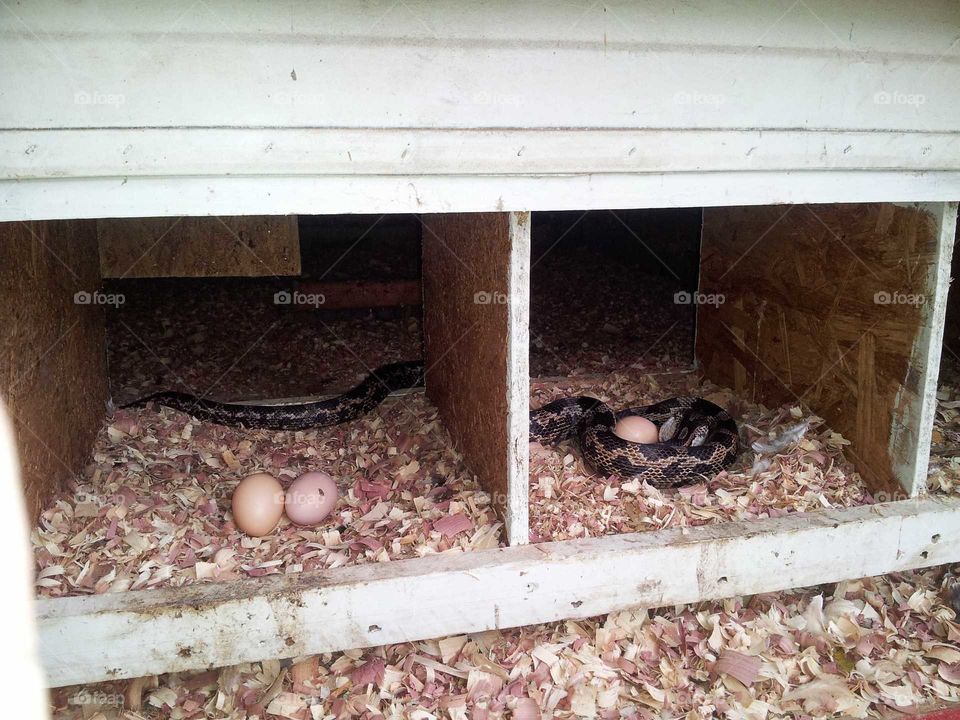 Chicken snake in the coop