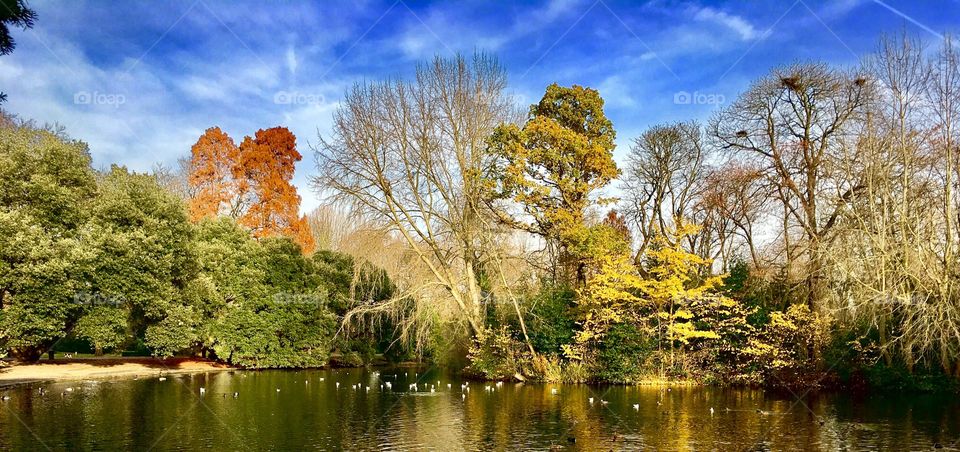 An idyllic pond scene in the fall showing a bright orange tree and a variety of other plant life