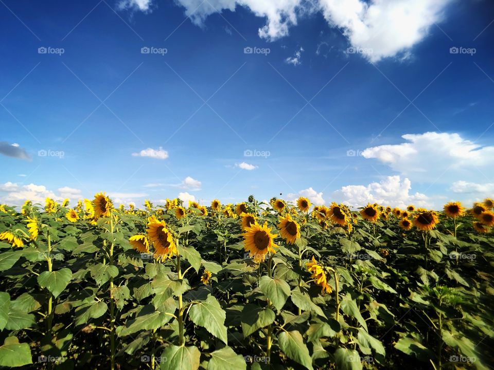 A sunflower field all flowery... A beautiful sight. Many insects pollinators flying around... The beauty of nature...