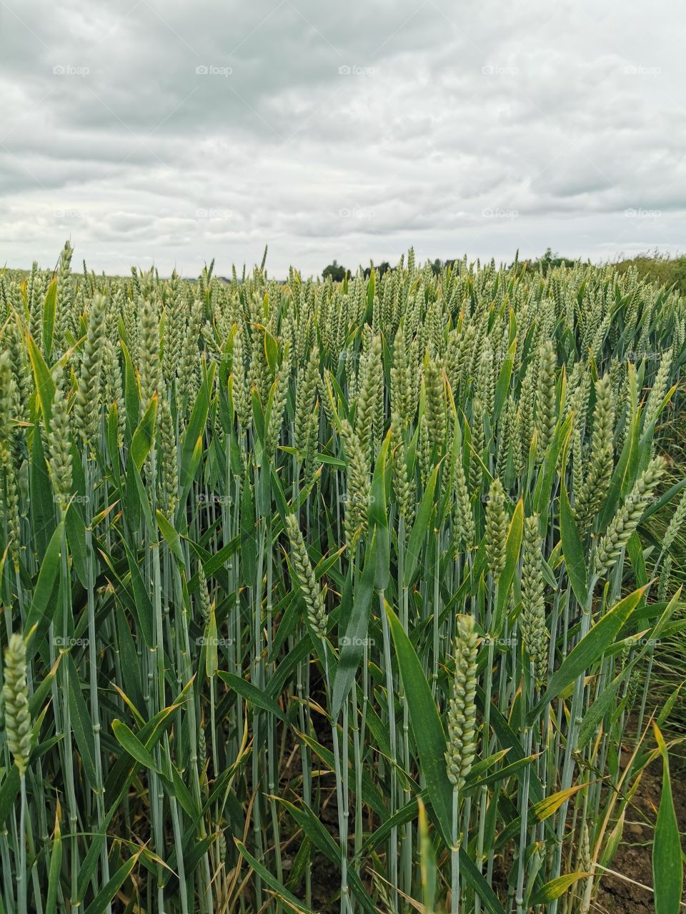 Barley field