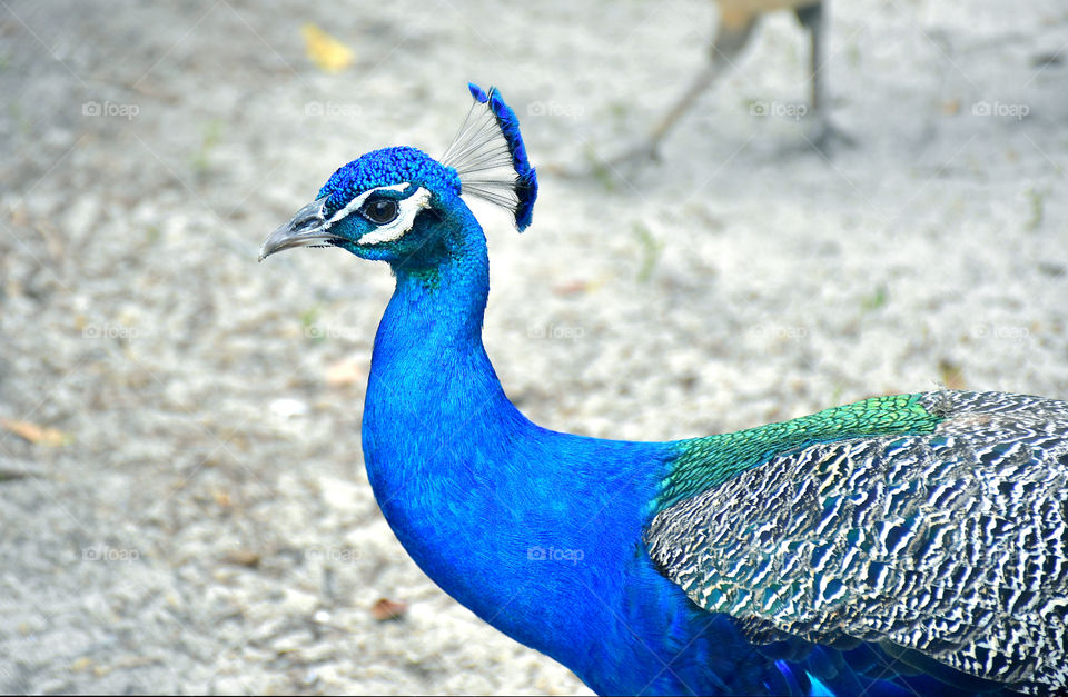 Peacock 