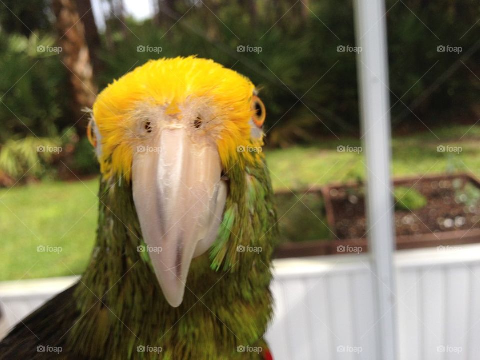 Parrot head