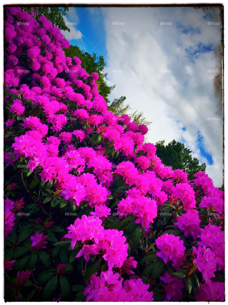 Beautiful Nature . Denmark Valbyparken 