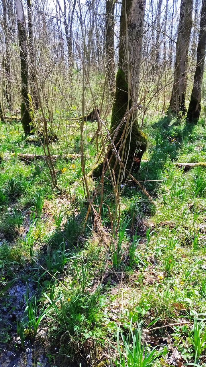 forest in early spring