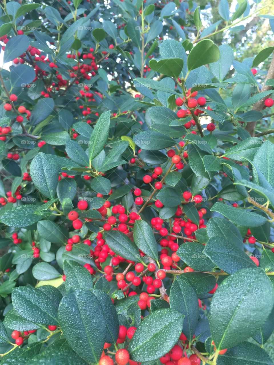 Holly berries