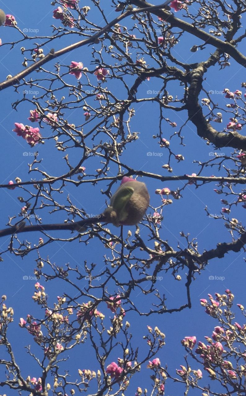 Spring from above