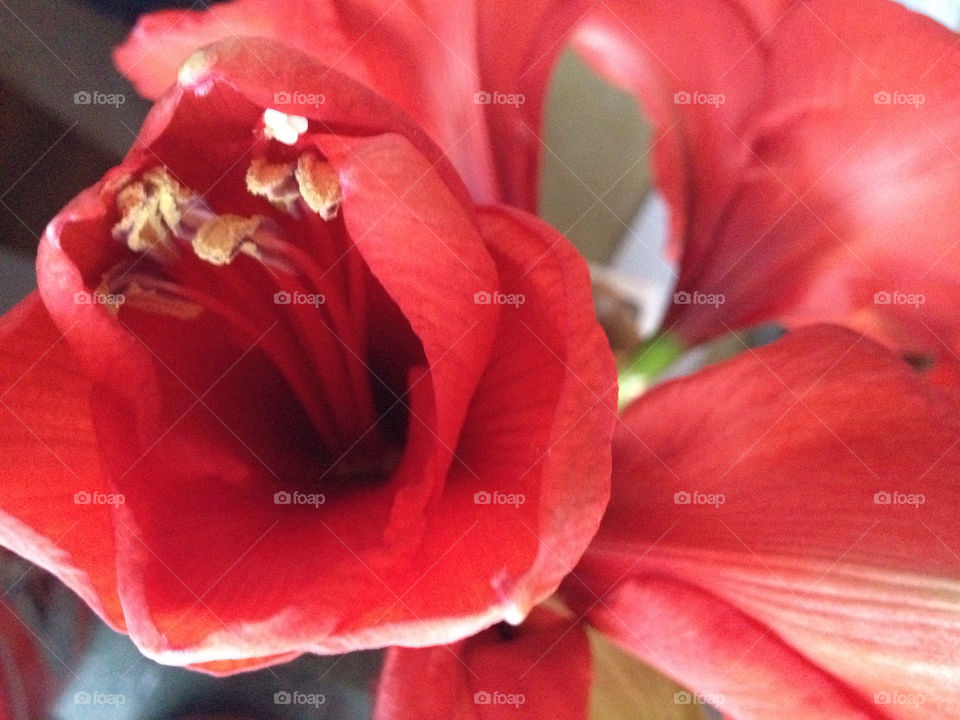 red amaryllis flowerbud by liselott