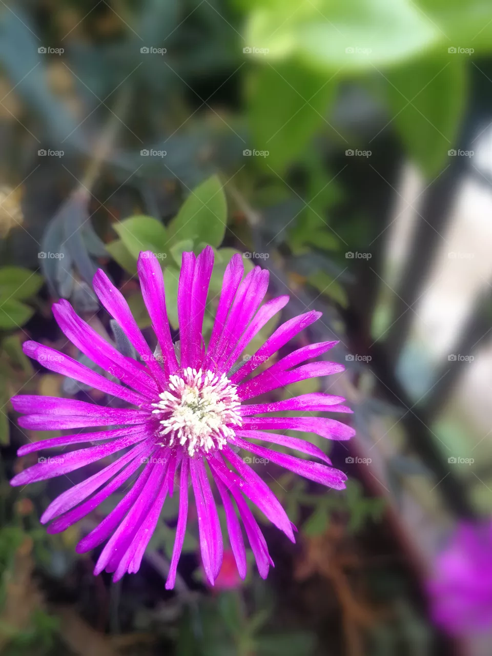 Violet