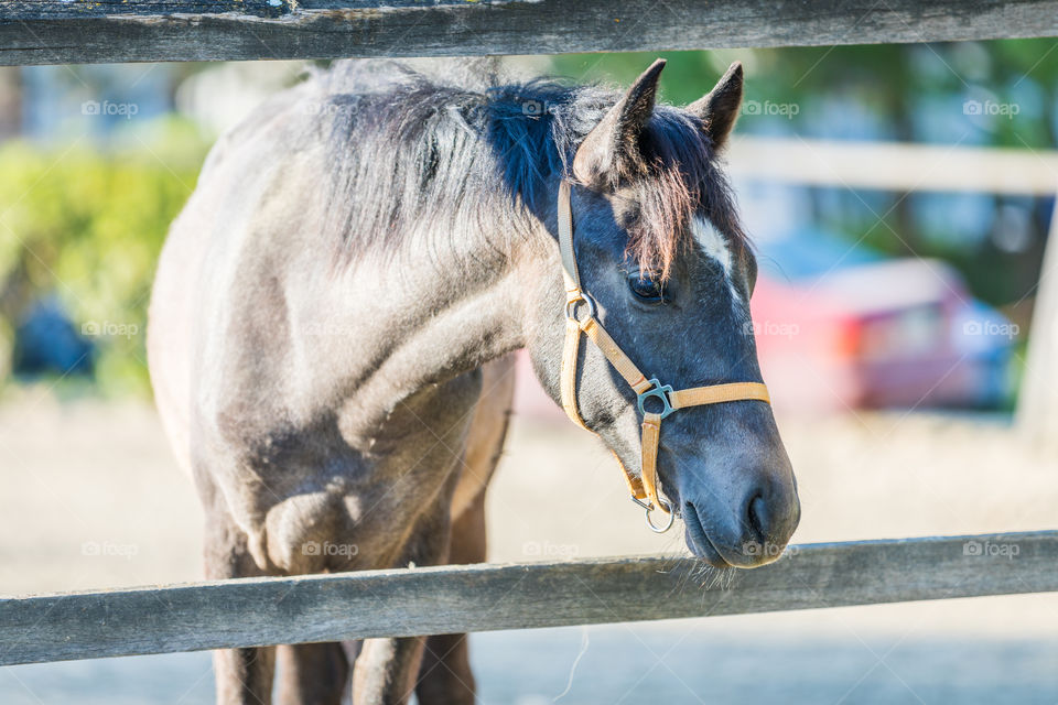 Farm, Mammal, Animal, Horse, Cavalry