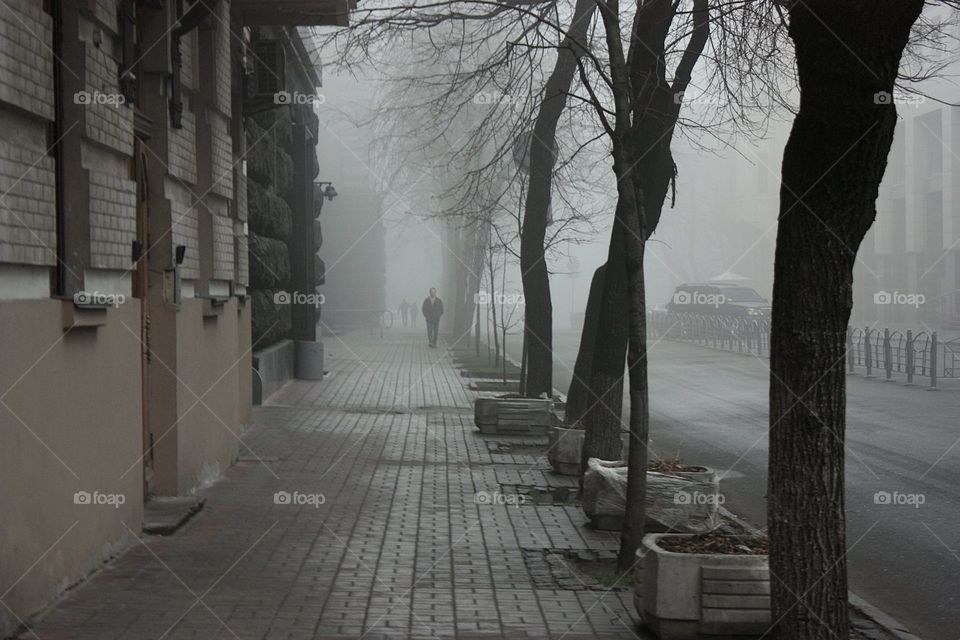 Fog, Street, Winter, Snow, Tree