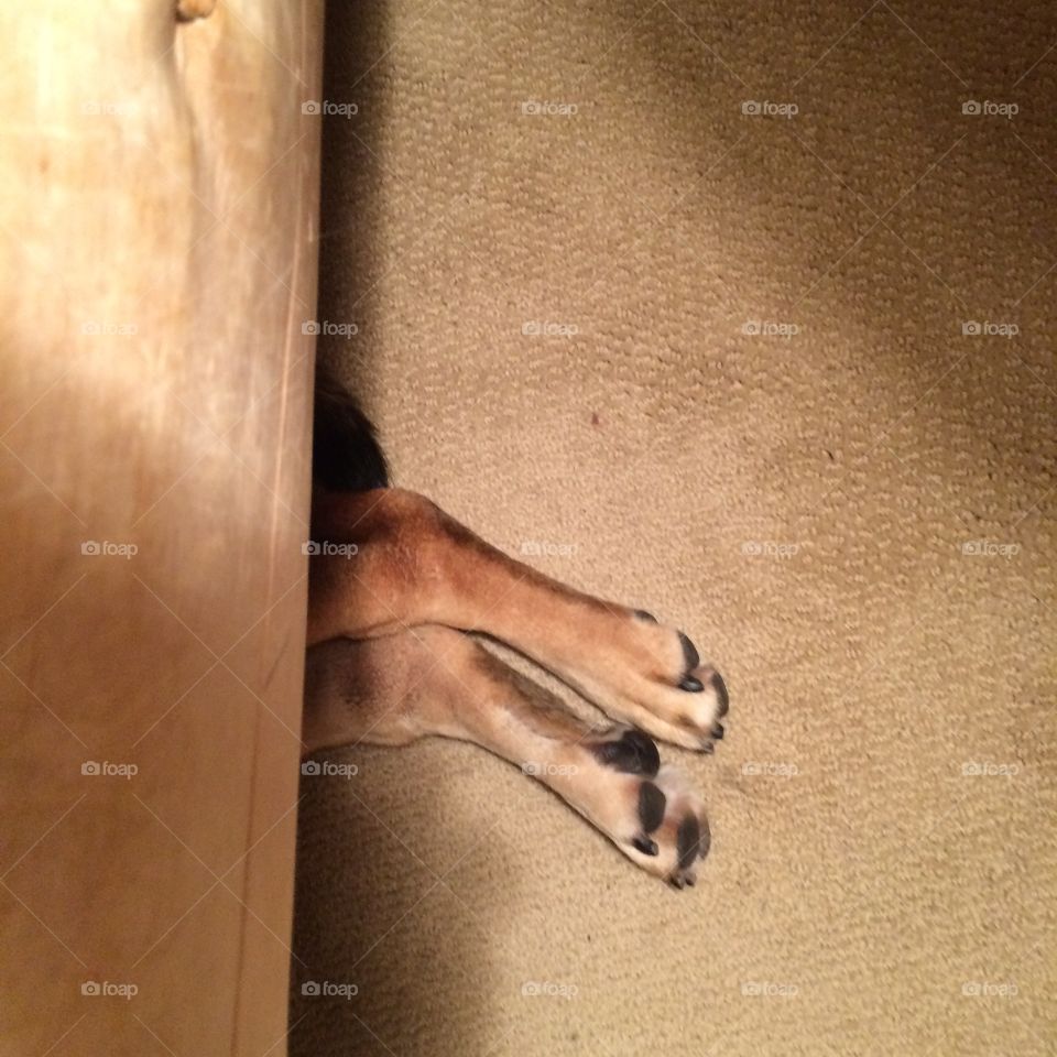 Paws under bed