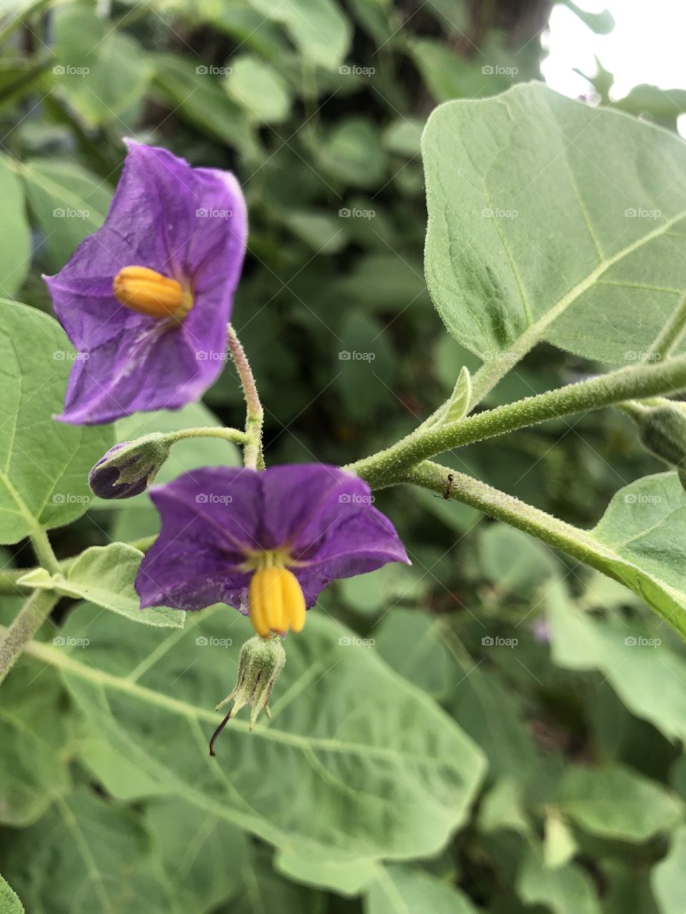 Plants around everywhere, Countryside ( Thailand 🇹🇭