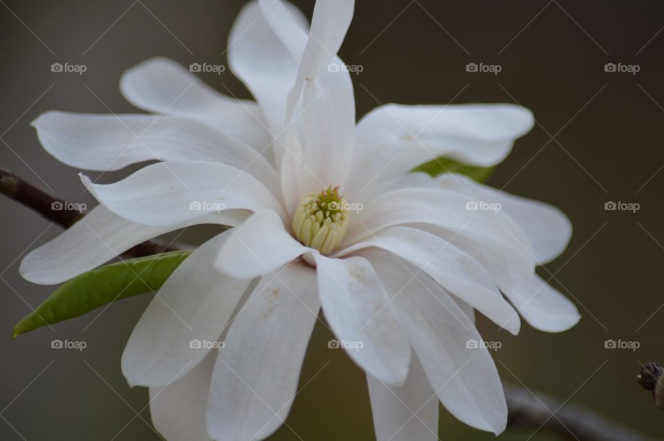 Snow Spring Magnolia tree flower. 