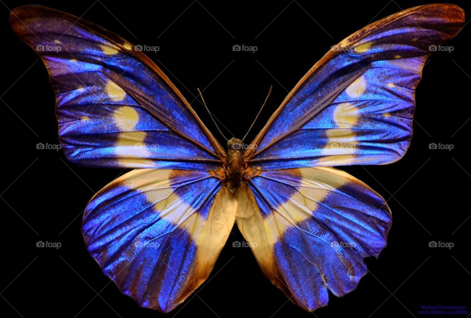 Blue Morpho Butterfly