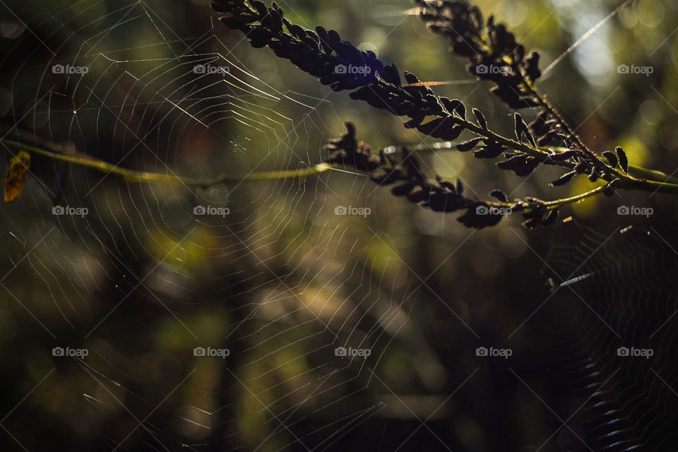 Spider's web