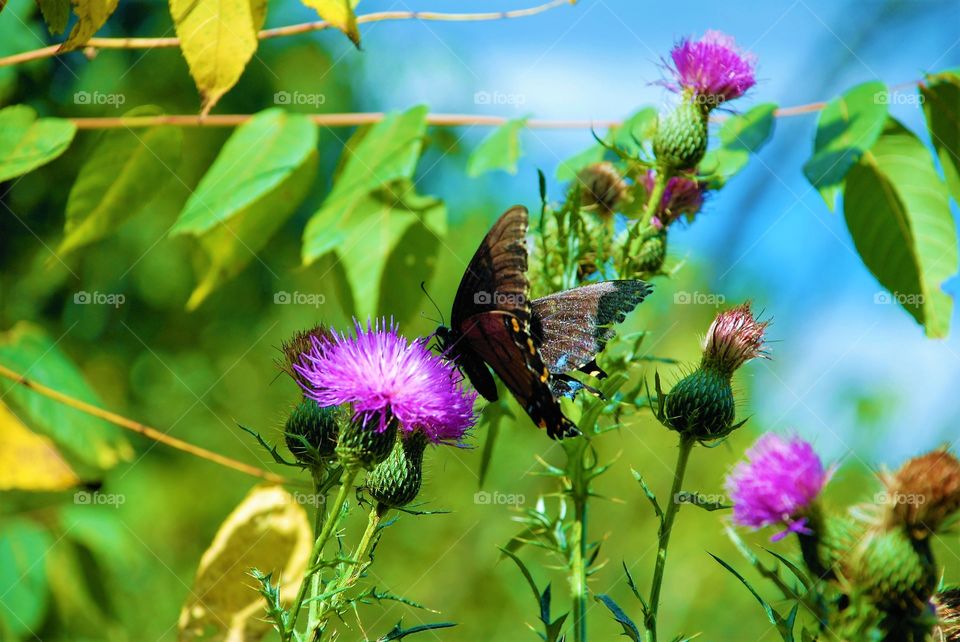 Butterfly on thistle flower