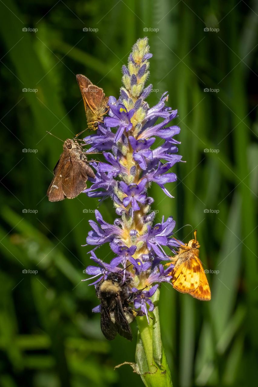 Zabulon Skipper (bottom right) Clouded  Skipper (left), Little Glassywing (top), and an American Bumblebee coexist on a cluster of pickerelweed blooms. 