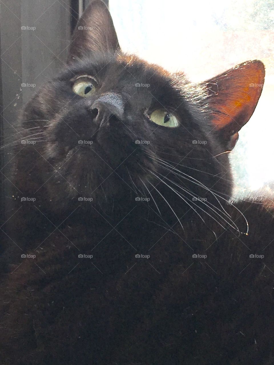 Black cat, looking up with green eyes. Nice close up photo showing white whiskers.