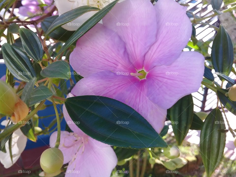 Manaca da serra.  ( tibouchina mutabilis). Tree typical of the Brazilian Atlantic forest.  The flower are Born white, they stay pink and die purple