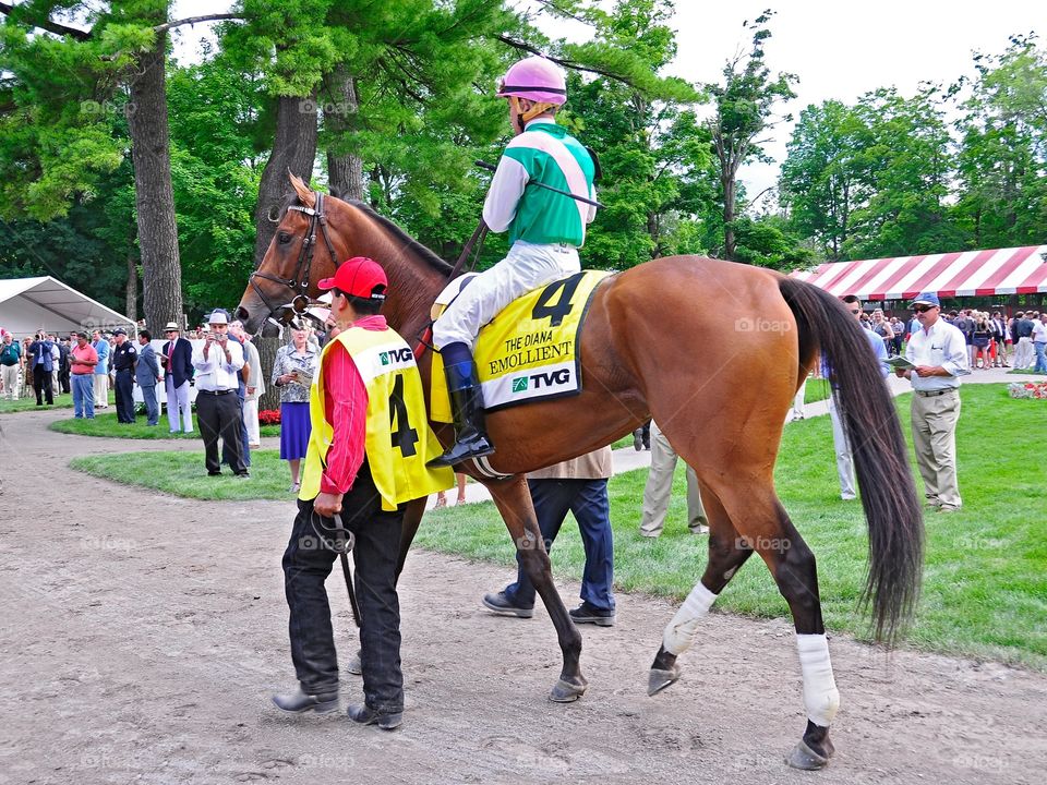 Emollient. The massive filly from Bill Mott's barn "Emollient" heads towards the post parade for the 500k Diana Handicap turf race