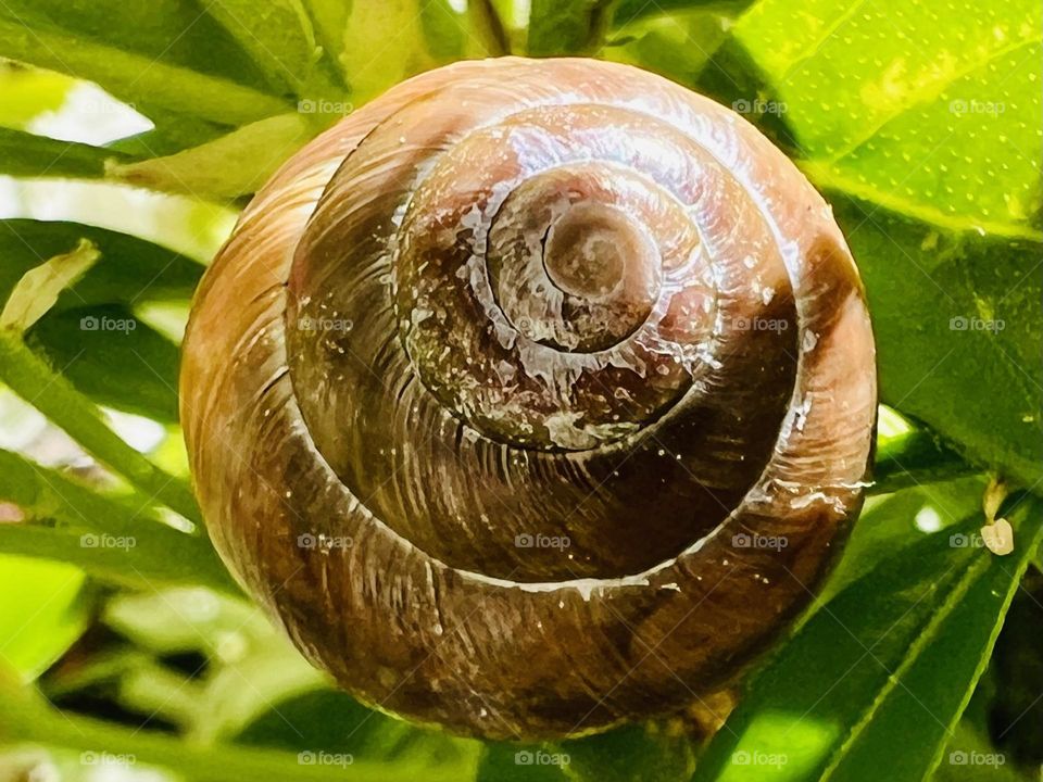 Snail 
