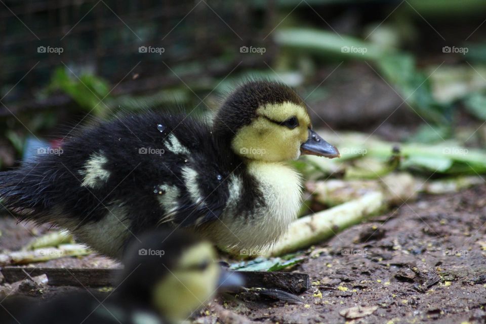 Duckling