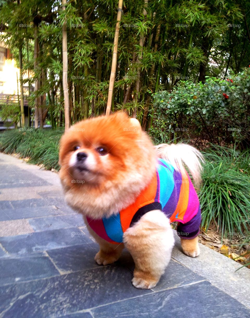 Chinese Dog in Shanghai