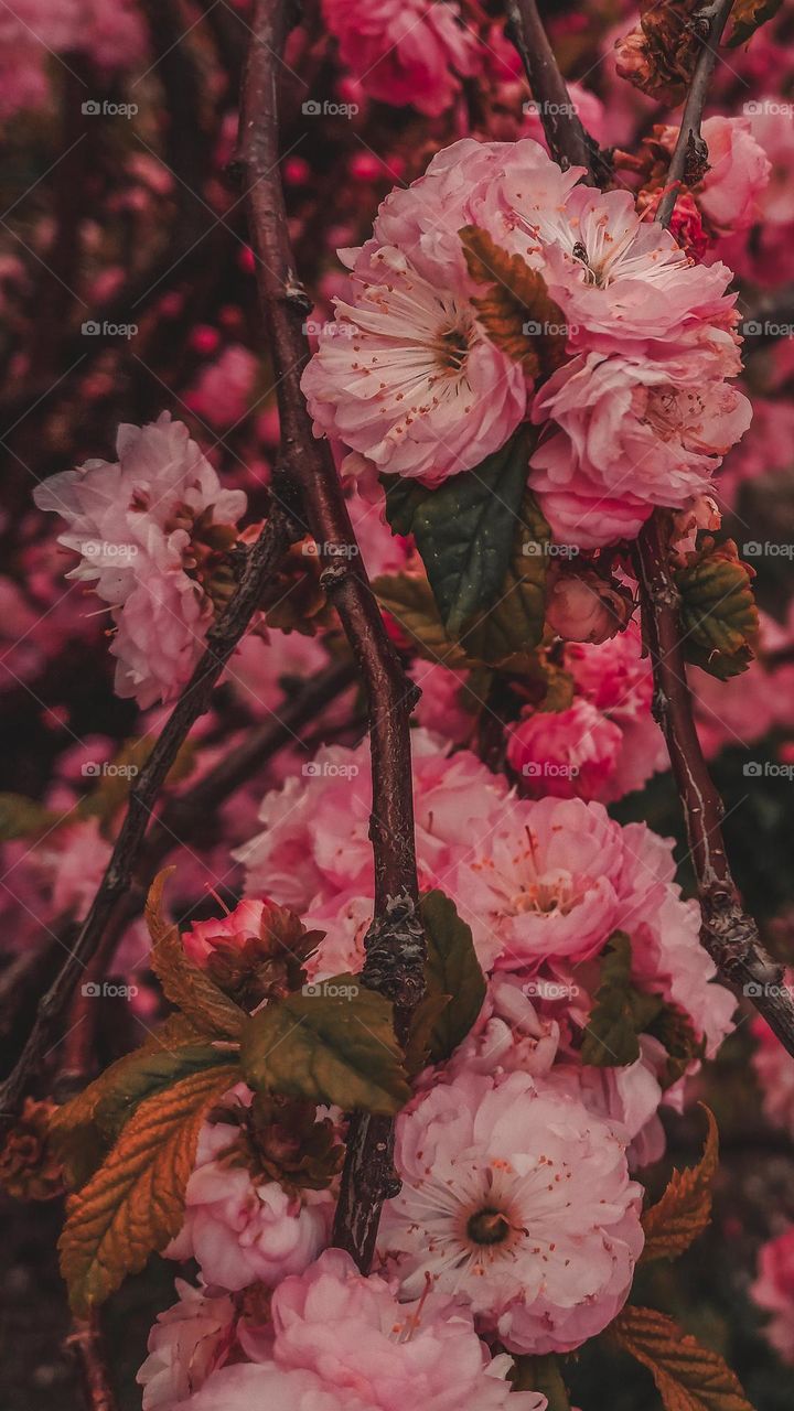 Decorative pink flowering bush in detail. Flowering branch in the garden. Pink flowers. Amygdalus Louiseania triloba.