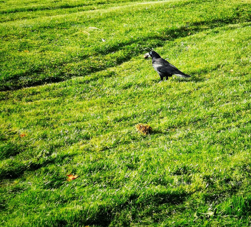 A black crow with a cone