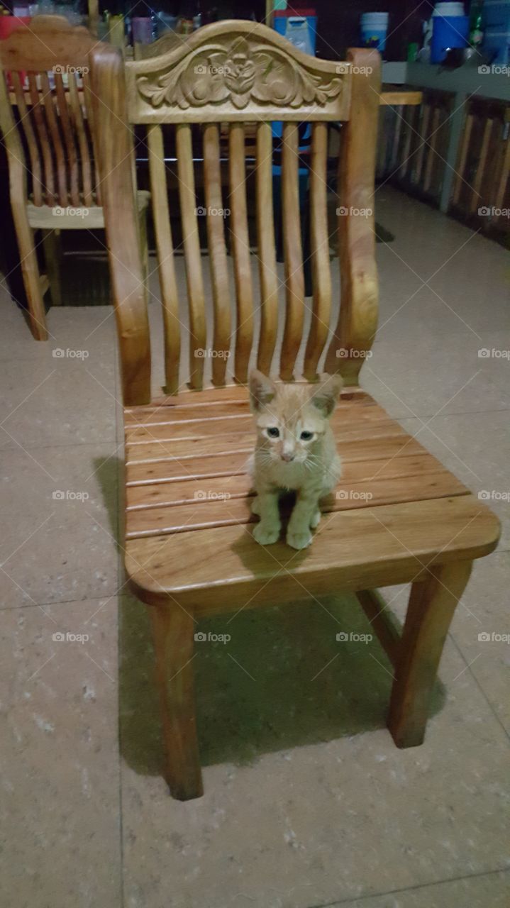 kitten sitting down