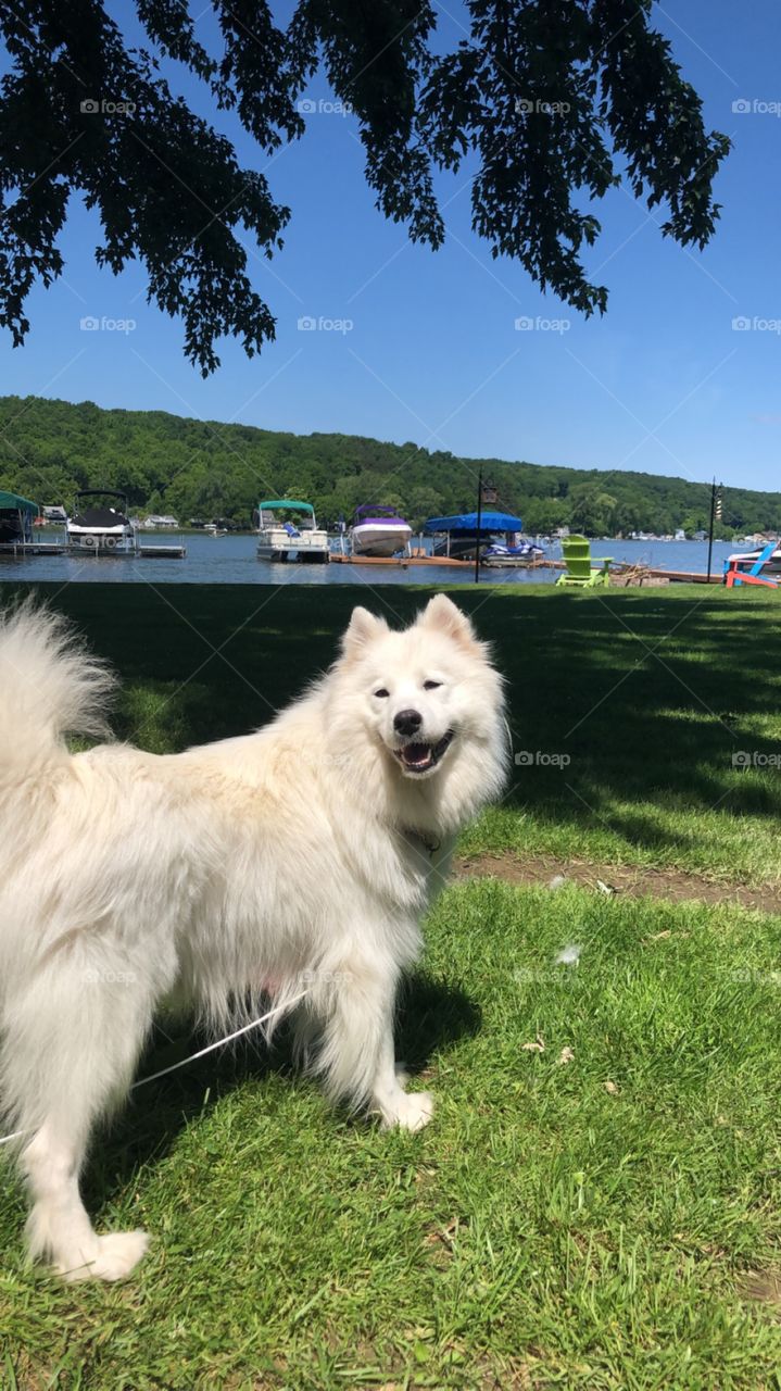 Happy dog on the lake ☺️