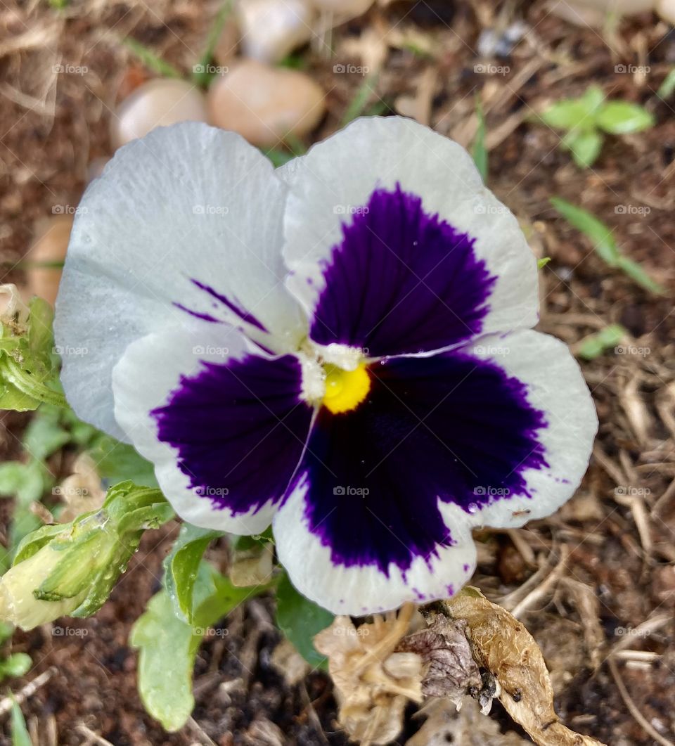 🌹 🇺🇸 Very beautiful flowers to brighten our day.  Live nature and its beauty. Did you like the delicate petals? / 🇧🇷 Flores muito bonitas para alegrar nosso dia. Viva a natureza e sua beleza. Gostaram das pétalas delicadas? 