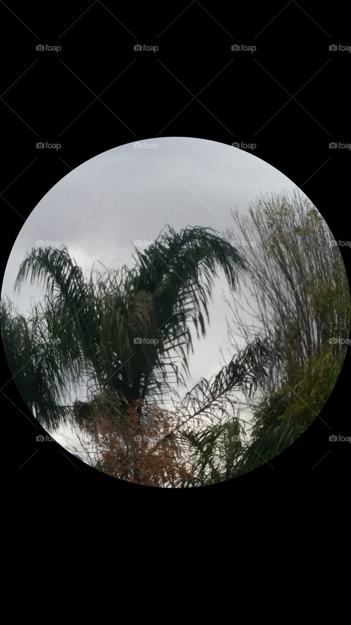 PALM TREES CAPTURED WITH A TWIST
LITTERALLY!!  IN CIRCLED , CAPTIVATED, ANOTHER WAY OF CAPTURING NATURE IN IT,S VERY BEST , WITHOUT WEARING A VEST