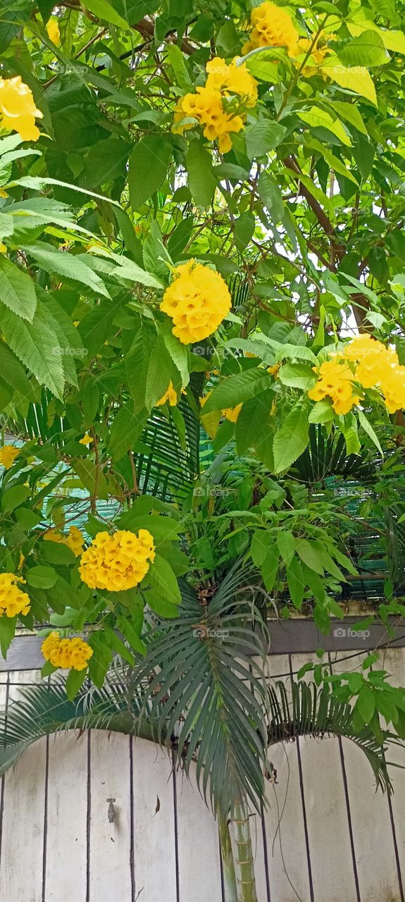 Autumn is the second spring when every leaf is a flower ❤️❤️❤️