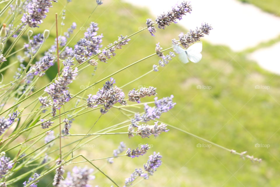 Lavender Butterfly 